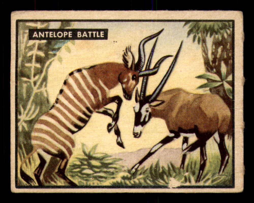 23 Antelope Battle
